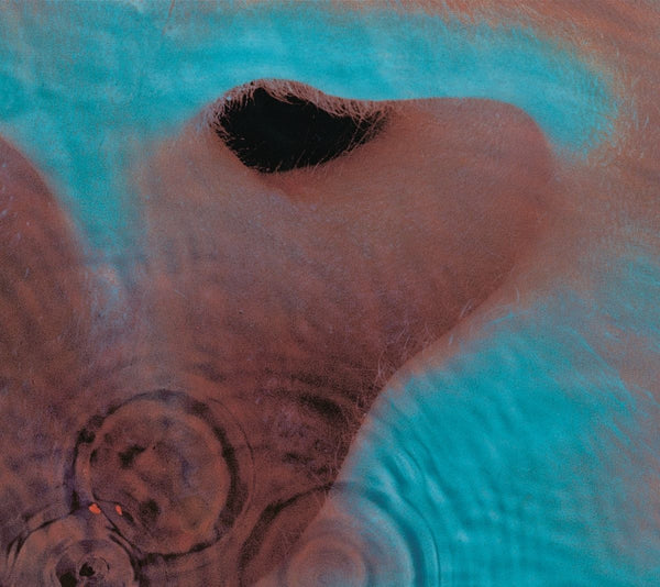 Pink Floyd Meddle CD [Importado]